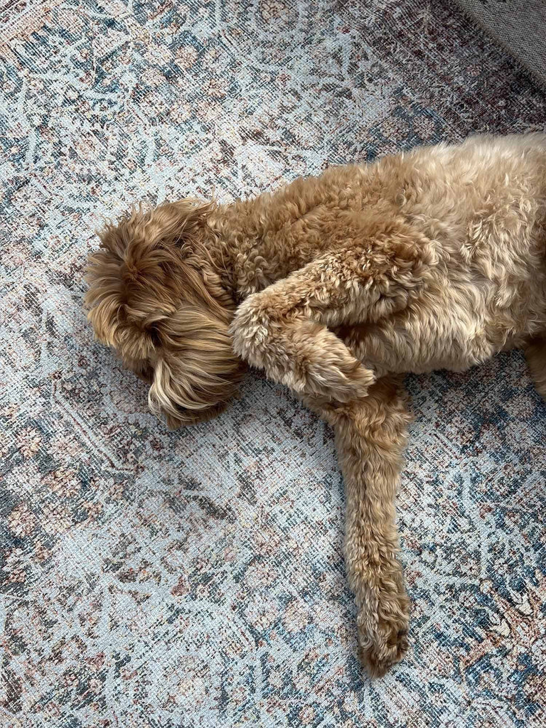 Krisna Brown and Blue Traditional Distressed Washable Rug